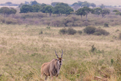 Horse standing on field
