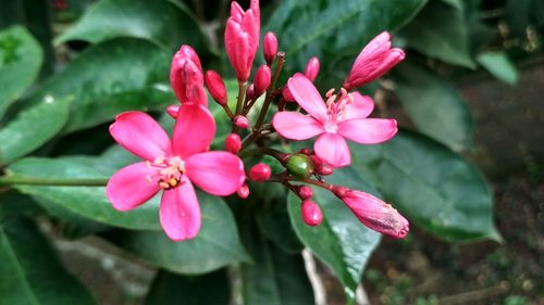 Close-up of pink flowers blooming outdoors