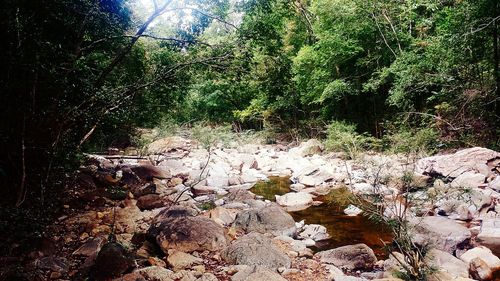 Plants growing on tree