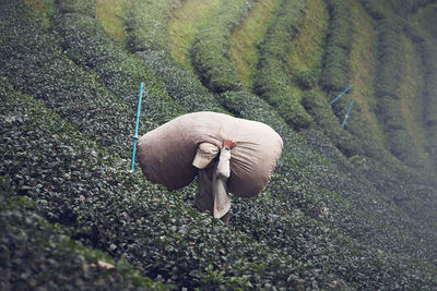 High angle view of mushroom on field