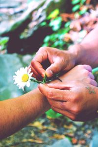 Cropped hand of man tying daisy flower on friend