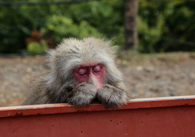 Portrait of a monkey