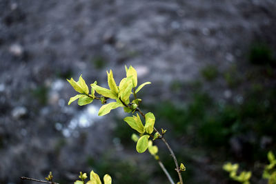 Close-up of flowering plant