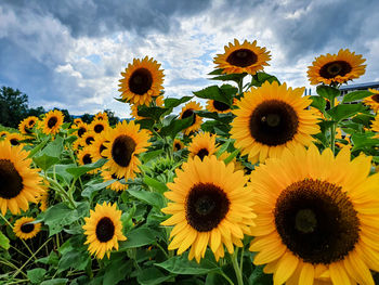 Close-up of yellow sunflowers against sky