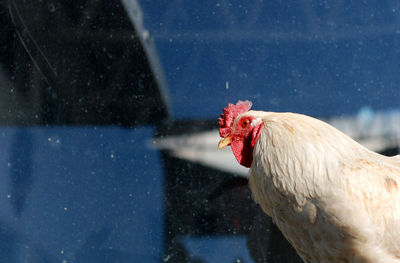 Close-up of rooster on farm