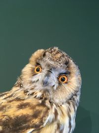 Close-up portrait of owl against black background