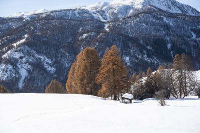 Trees on snow covered land