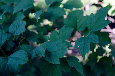 Close-up of green leaves