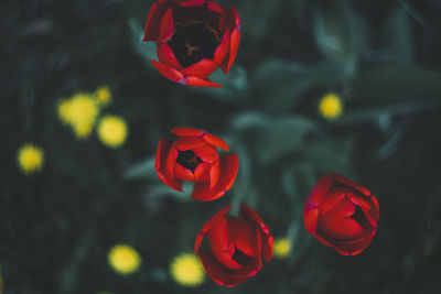 Close-up of red flowers against blurred background