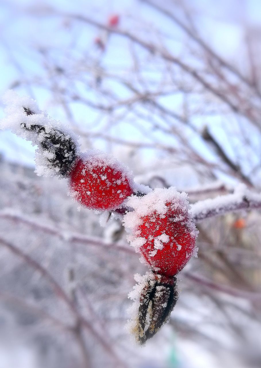 CLOSE-UP OF FROZEN FRUIT ON TREE