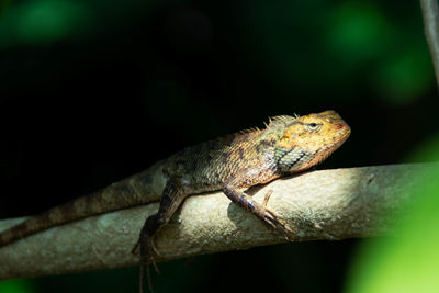 Close-up of lizard on tree