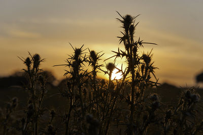 Close-up of silhouette plants against sunset sky