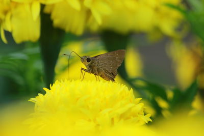 Close-up of butterfly pollinating on yellow flower