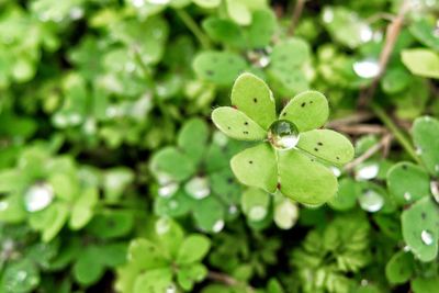 Close-up of green leaves