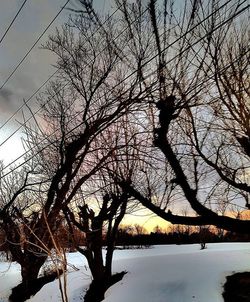 Bare trees against sky at sunset