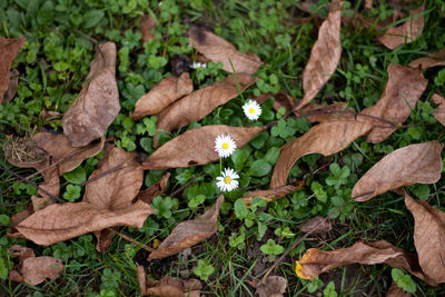 High angle view of dry leaves on field