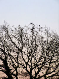 Low angle view of silhouette bare tree against clear sky