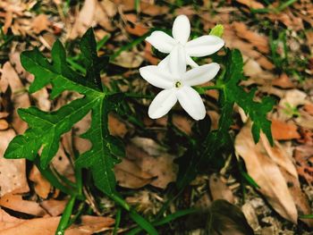 Close-up of flowers blooming outdoors