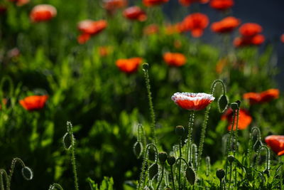 Close-up of red poppy flowers on field