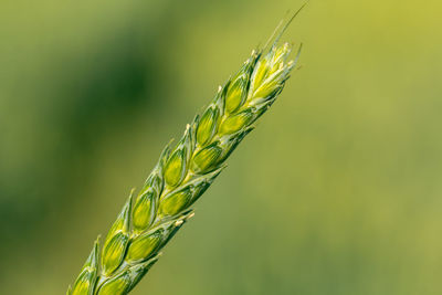 Green wheat in the hands of an agronomist