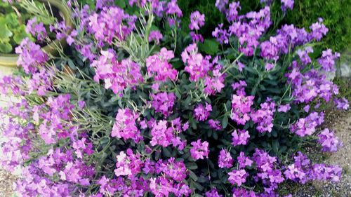 Close-up of pink flowers