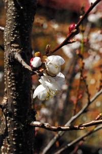 Close-up of white flowers on branch