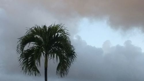 Low angle view of palm trees against sky