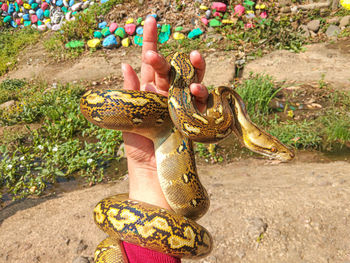 Cropped hand holding python outdoors