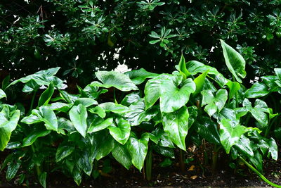 Close-up of green leaves on plant