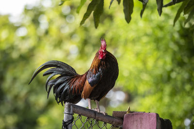 Close-up of rooster