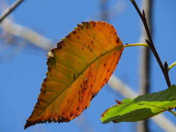 Close-up of autumnal leaf against sky