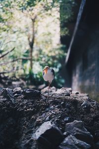 Bird on rock