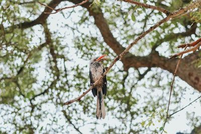 Low angle view of bird perching on tree