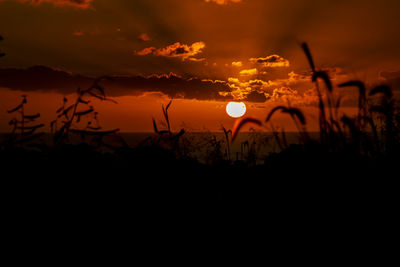 Silhouette plants against sky during sunset