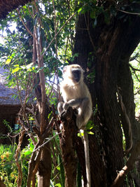 Monkey sitting on tree trunk