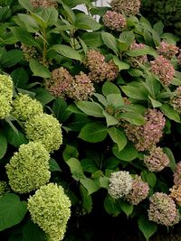 Close-up of plant