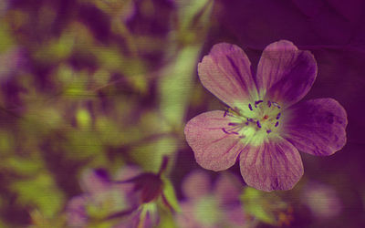 Close-up of pink flowers blooming outdoors