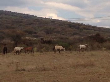 Cows grazing on field