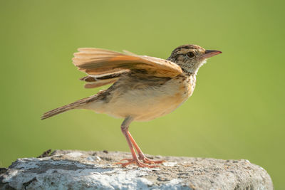 Rufous-naped lark flutters wings on white post