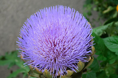 Close-up of purple flower