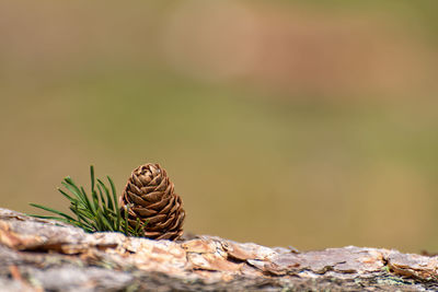 A solitary isolated conifer pine cone in a natural woodland environment.