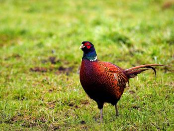 Bird perching on field