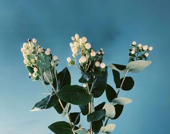 Close-up of flowering plant against blue sky