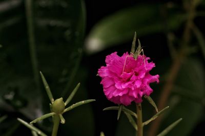 Close-up of insect on pink flower