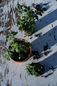 Table top view of gardening or potting bench with young tomato plants, clay pot, garden basket