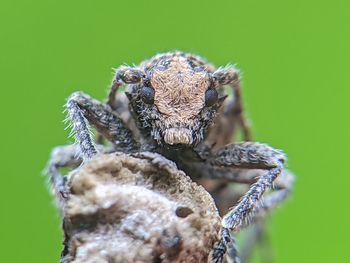 Close-up of spider