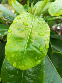 Close-up of raindrops on leaves