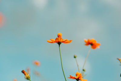 Close-up of orange flowering plant against sky