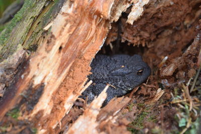 Close-up of lizard on tree trunk