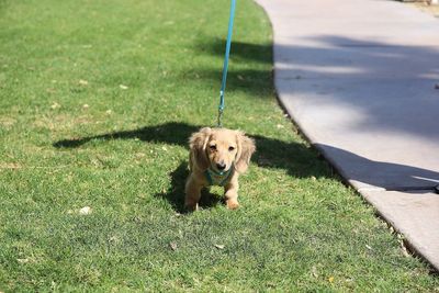 Portrait of dog on grass